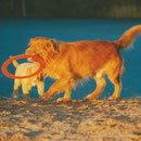 Toller Nova scotia Duck Tolling Retriever www.tollertoller.de Trofast mit Welpe Felix