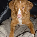 Toller Sitka