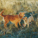 Toller Felix mit Toller Trofast Nova Scotia Duck Tolling Retriever