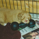 Nova Scotia Duck Tolling Retriever Duck Toller www.tollertoller.de Felix