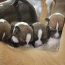 Abby, Amber, Aragorn und Amani ( v.Links)