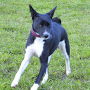 kisha
