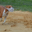 Speedy Imani