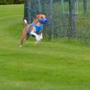 Chicke in  blau