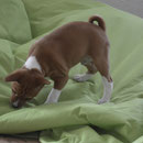 Akani und der Kampf mit dem Sitzsack