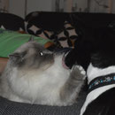 Milow und Bbalou