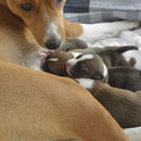 Mama und Babys