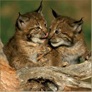 Wildpark Assling