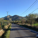 Des champs d'oliviers