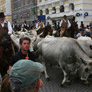 Il y avait heureusement des chevaux entre ces vaches et le public