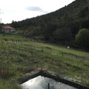 Des lamas dans cette ferme
