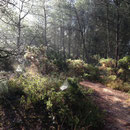 Bois de Boulard