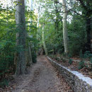 Arbres magnifiques