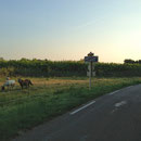 Chevaux dans la prairie