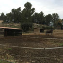 Le poney club où je me suis égaré