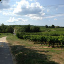 Des vignes
