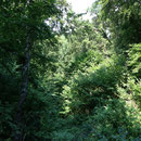 Forêt de Valbonne
