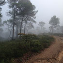 Bois de Boulard