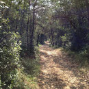 Forêt de Valbonne