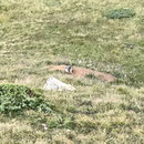 Une marmotte nous observant