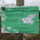 Je ne verrais pas de troupeaux, mais juste entendu des cloches de brebis