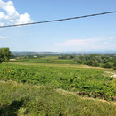 Vignes