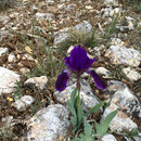 Beaux iris ?