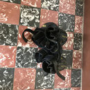 Et les chaussons du chien
