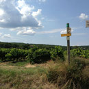 Encore des vignes