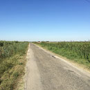 Toujours la Camargue