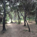 Sentier en sous bois