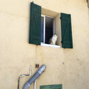 Un chat heureux