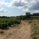 Encore des vignes