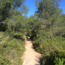Sentier allant à la crête des Escampons