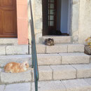 Trois chats sur le perron de la mairie