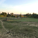 Des vignes
