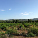 Départ dans les vignes de la Fare les Oliviers