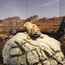 Tigre