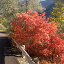 Et ces couleurs automnales