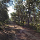 Bois de Boulard