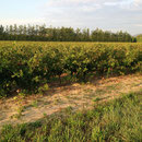 Vignes
