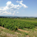 Vignes