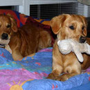 Geschwister - Paddy und Fluse