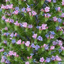 Die Blüten des Echium