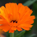 Im Garten