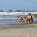 Leonie, Fluse, Murphy und Paddy
