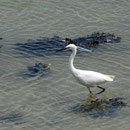 Reiher