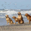 Leonie, Fluse, Murphy und Paddy