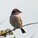 Spatz