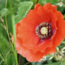 Mohn